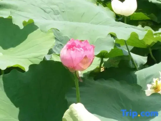 Puzhehei Haohao Zailai Homestay