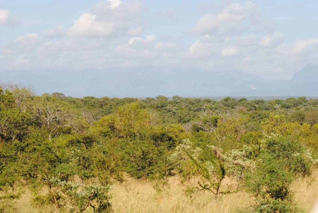 Thornybush Waterside Lodge - Général