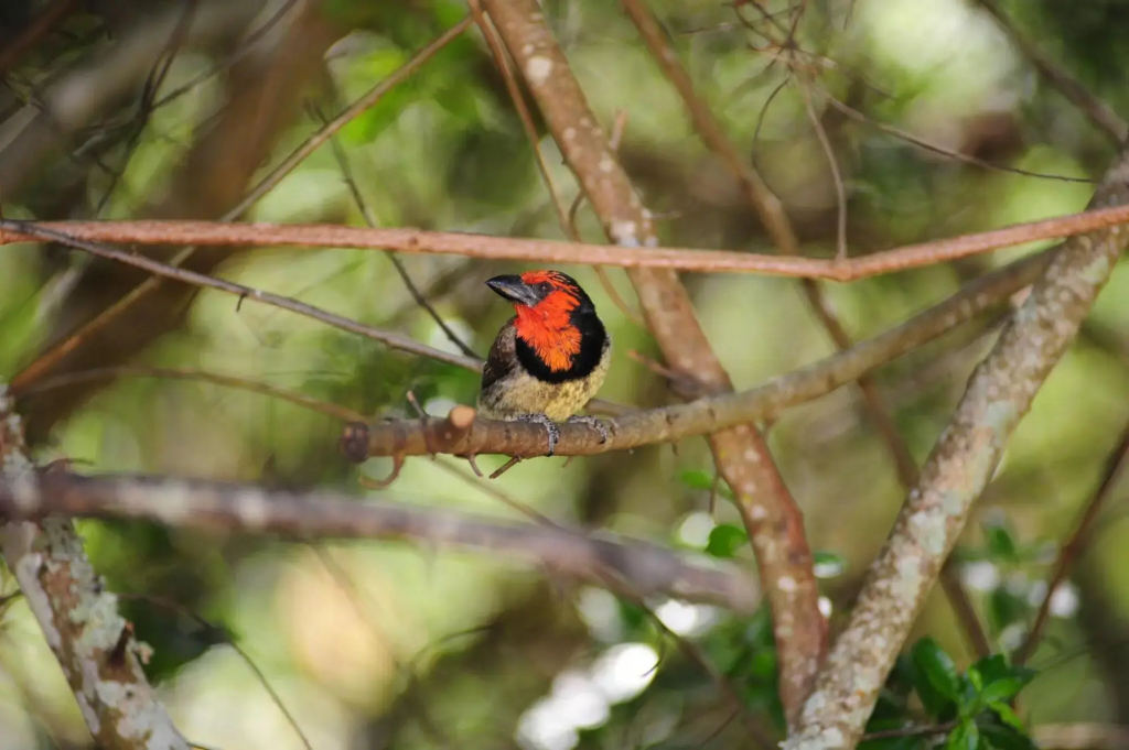 Shamwari Eagles Crag - фото 21