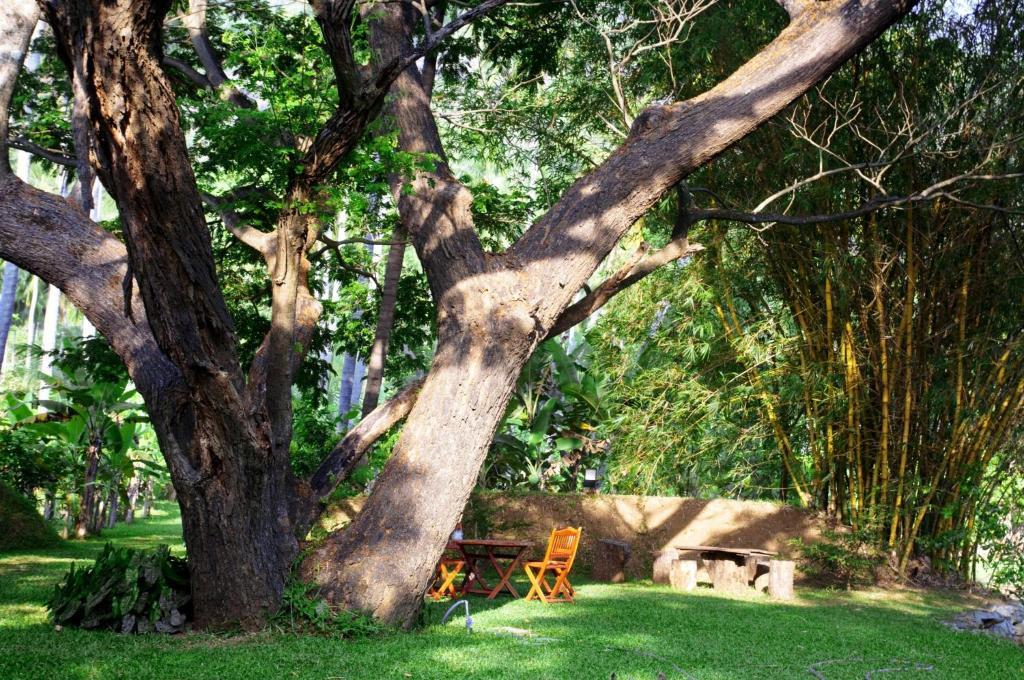 Raintree
