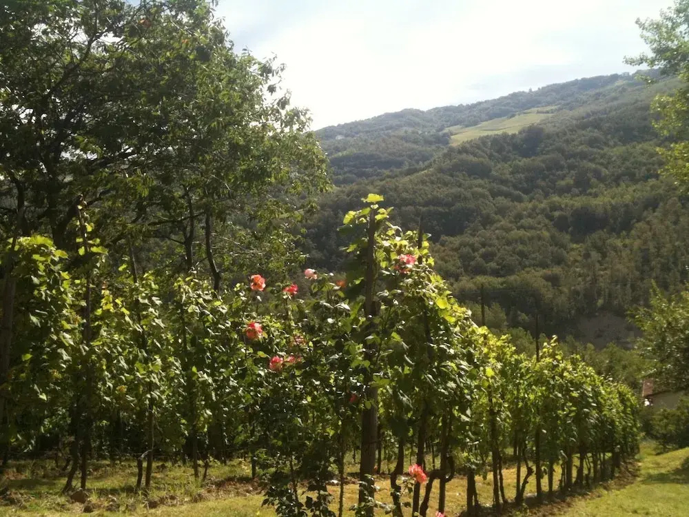 B&B Bosco dei Cervi
