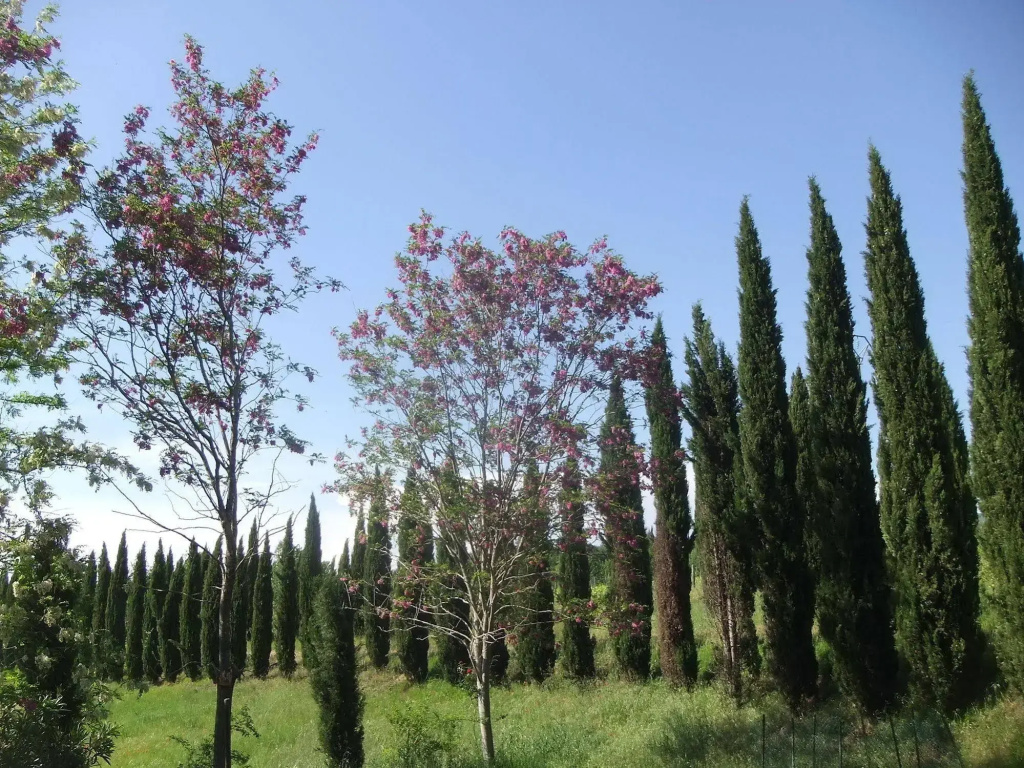 Tenuta Le Colonie - Général