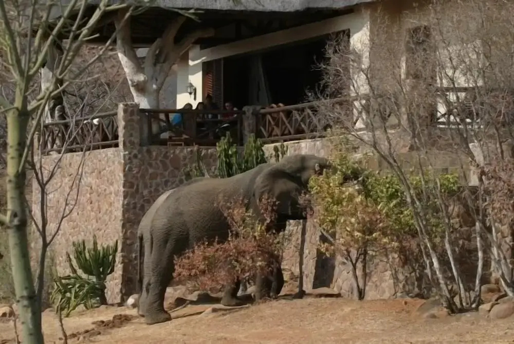 Izingwe Lodge - Général