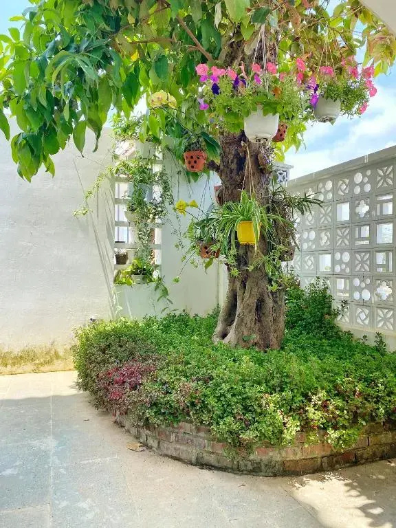 Hoi An Cabbage Garden