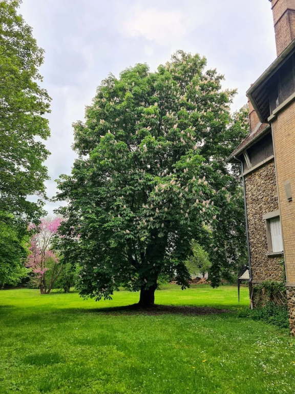 Voir la photo 1 — Demeure du saule Madame