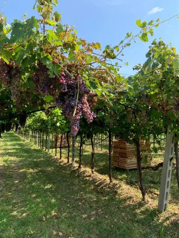 Casa Rosetta Valpolicella - фото 3