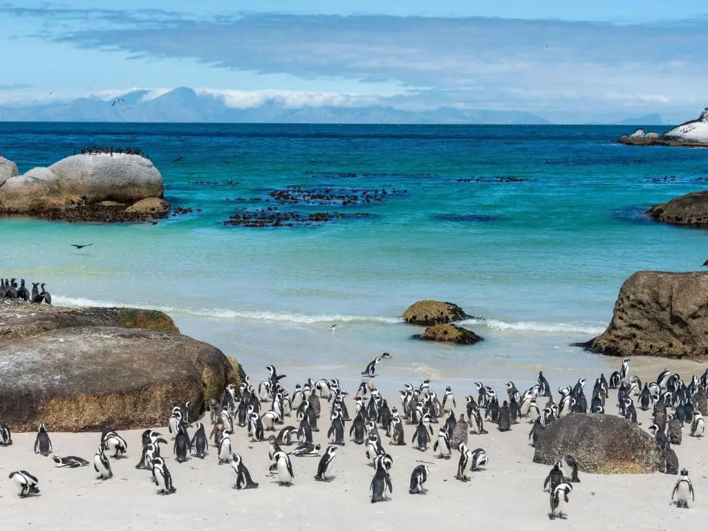 South Beach Camps Bay Boutique Hotel - фото 25