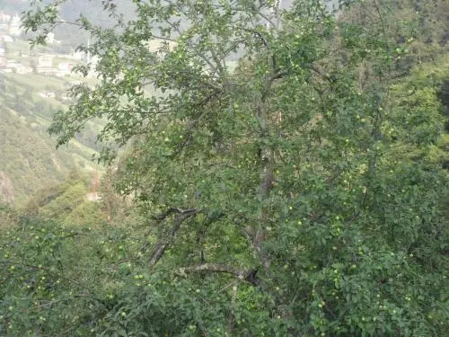 Ataköy Apart