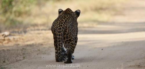 Ceylon Wild Safaris Yala