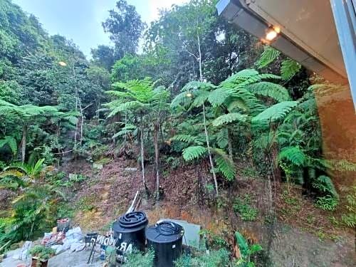 Arundina Cameron Highlands