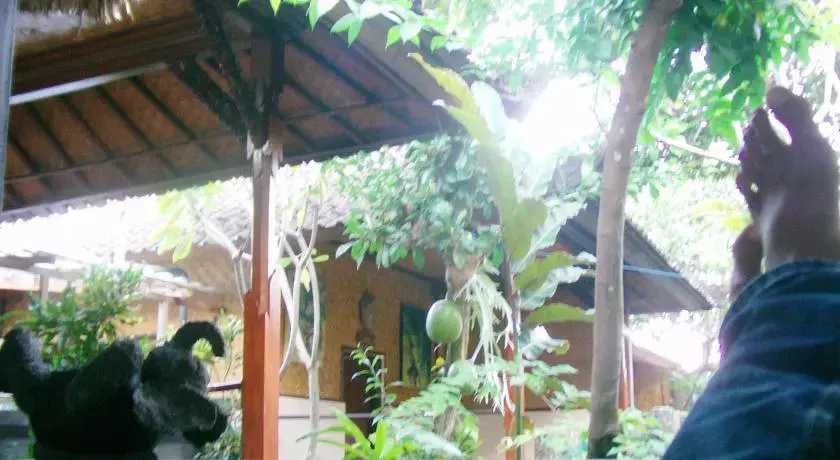 Pondok Frog Guest House