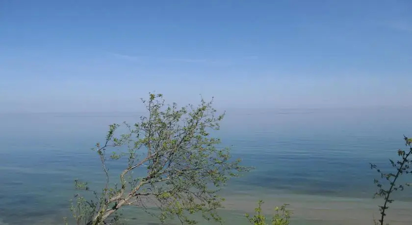 Kwiat Pomarańczy