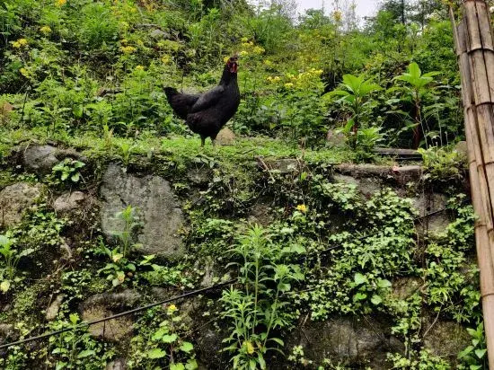 Yichun Hongchang Farmhouse Accommodation