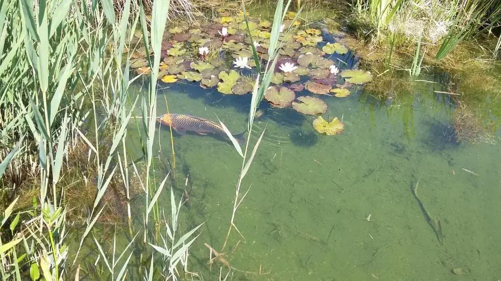 Voir la photo 3 — Domaine de la Louvière