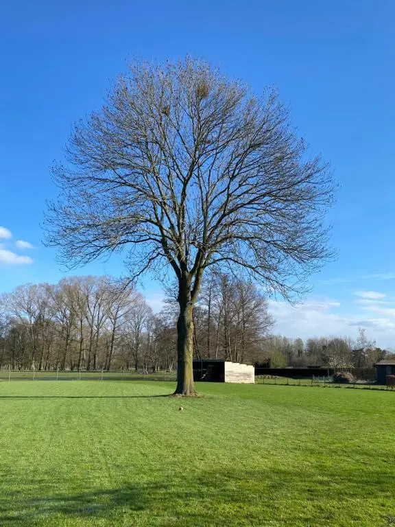 De Oude es - фото 7