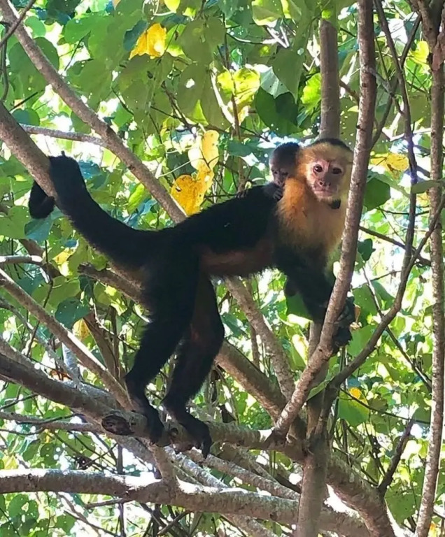 Castillo Tambor Resort and Restaurant - фото 30
