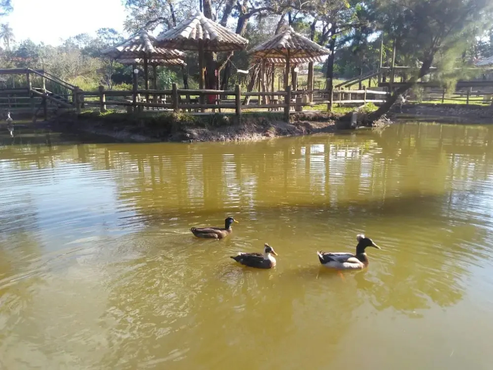 Pousada Recanto dos Cisnes - Général