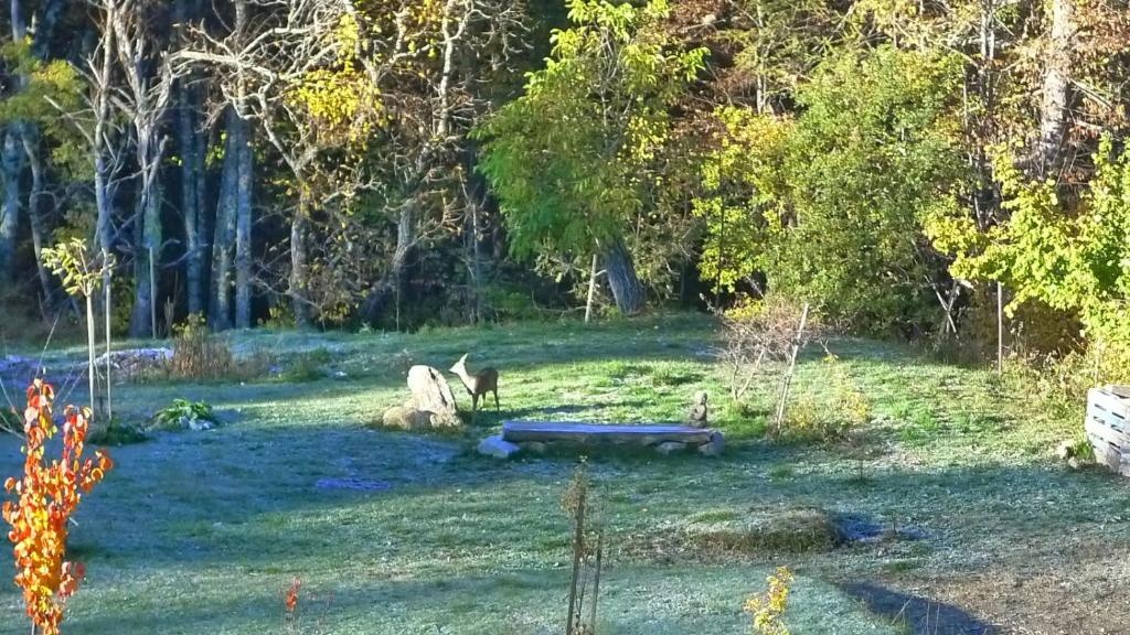 Le bois des cerfs