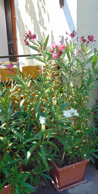 Andrew Guest House Tihany - фото 10