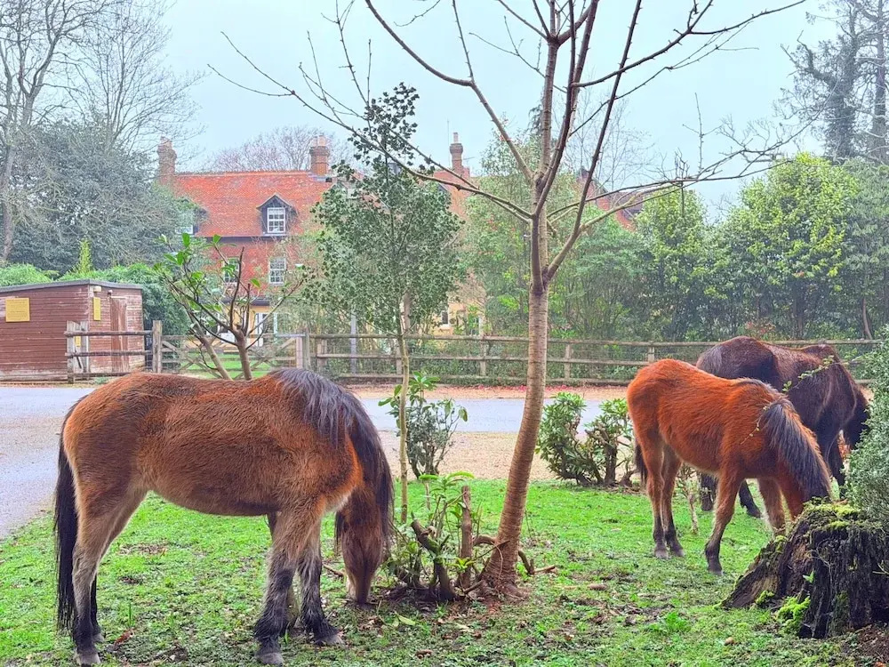 Moorhill House Hotel - Général