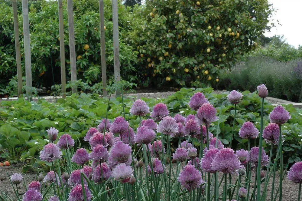 Stonehaven Vineyard Homestay — фото 4