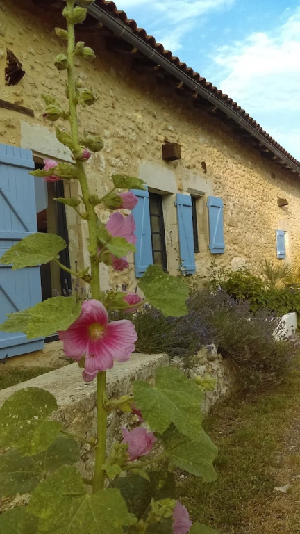 Voir la photo 1 — Douvilla