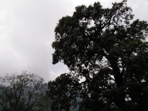 Janardan Homestay Nainital