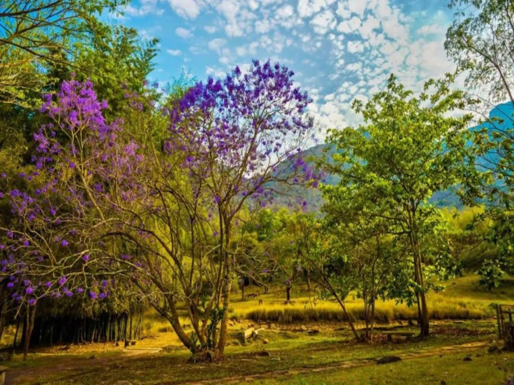 Jungle Hut Resorts - Général