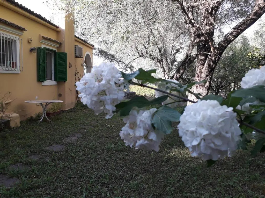House in the Olive Garden