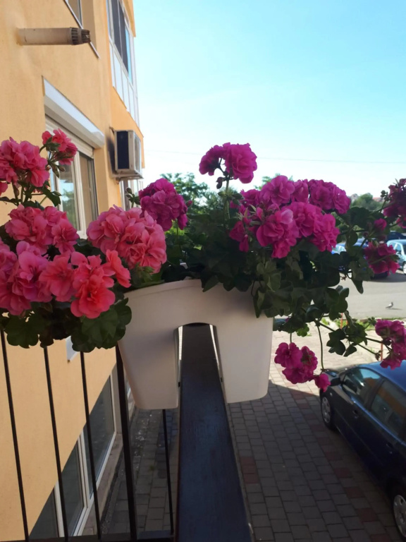 Angel apartament