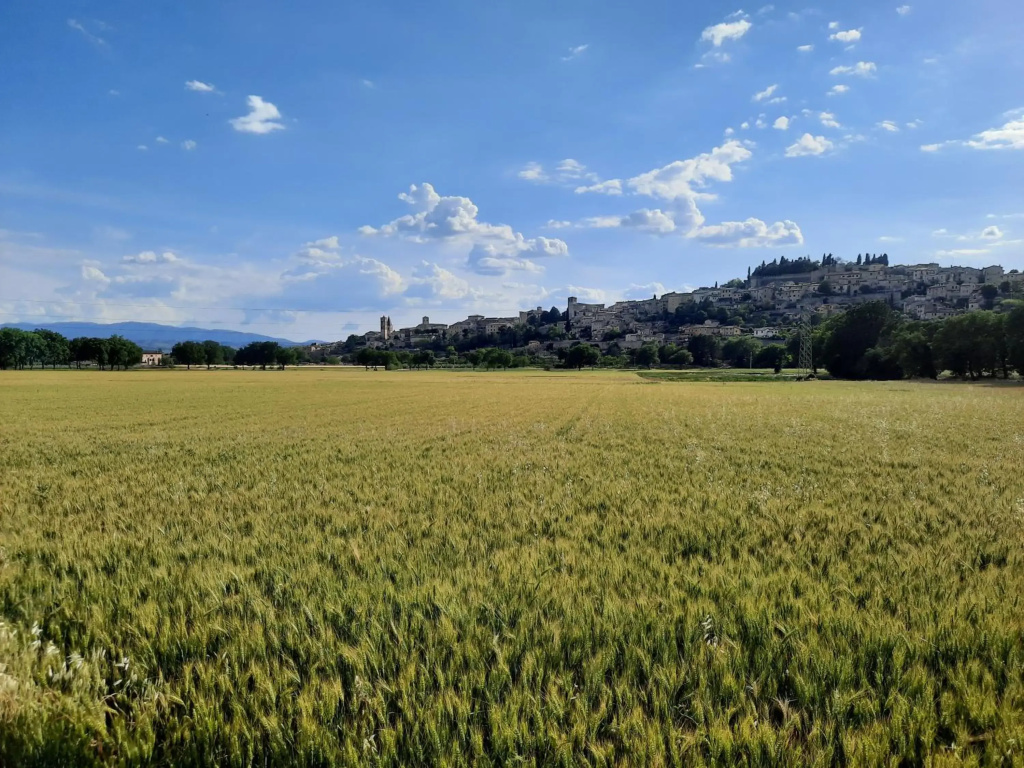 La Casa Tra Gli Ulivi