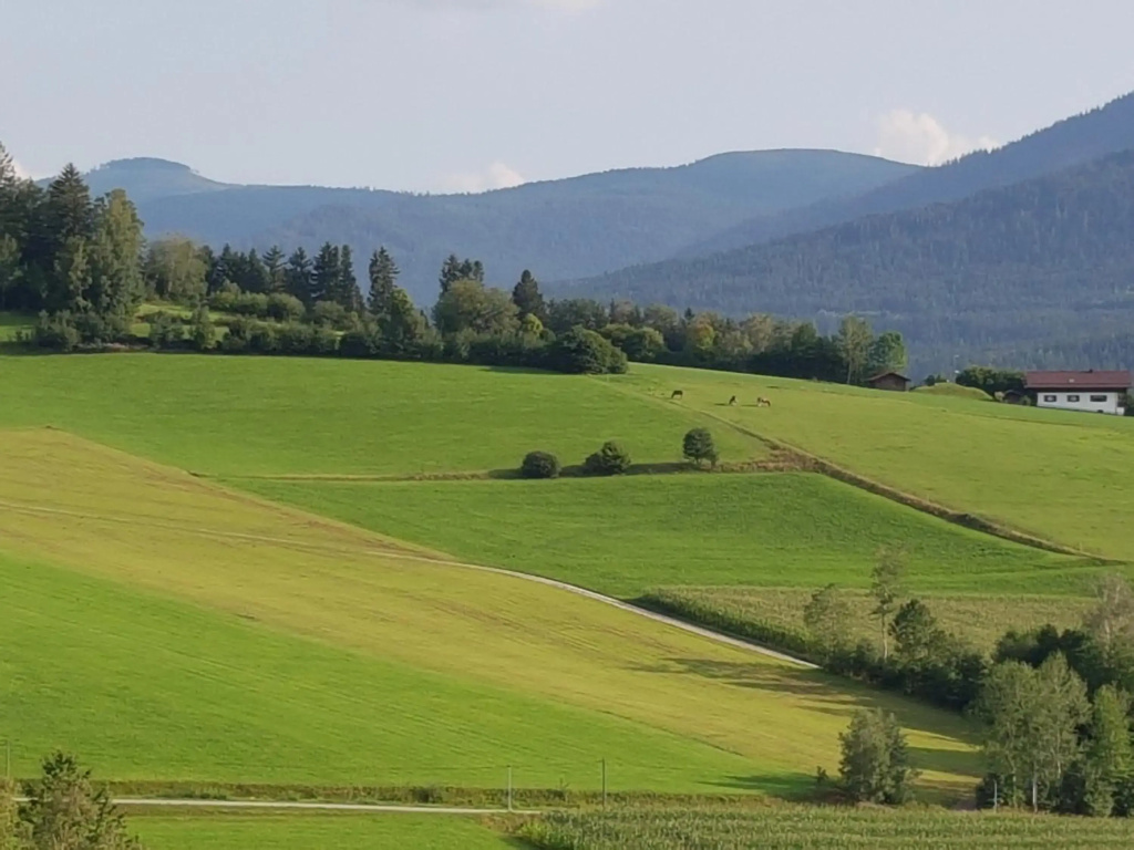 Wohnung Wiesengrün - Osserblick