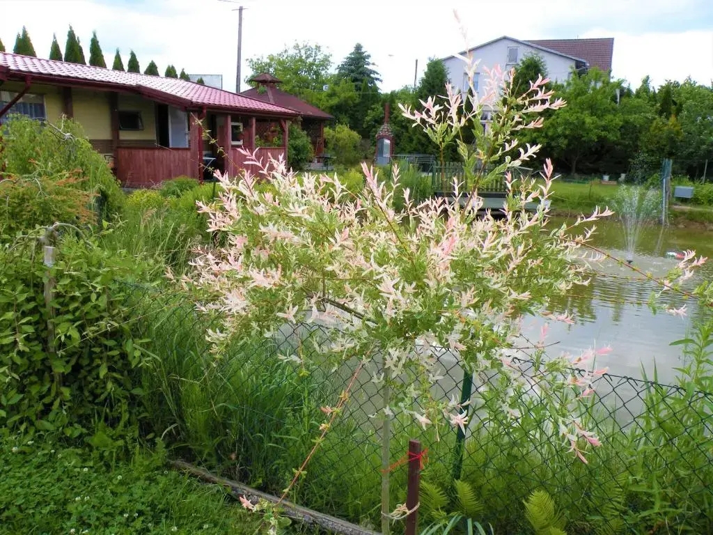 Domki Zabi Staw