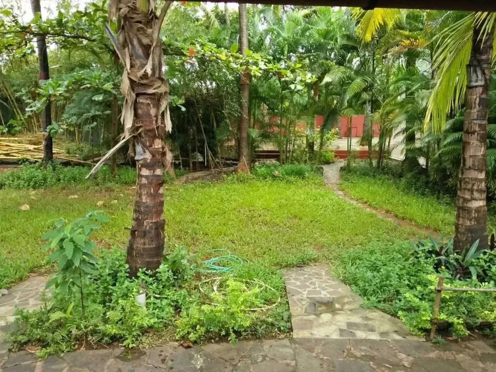 Chikoo House