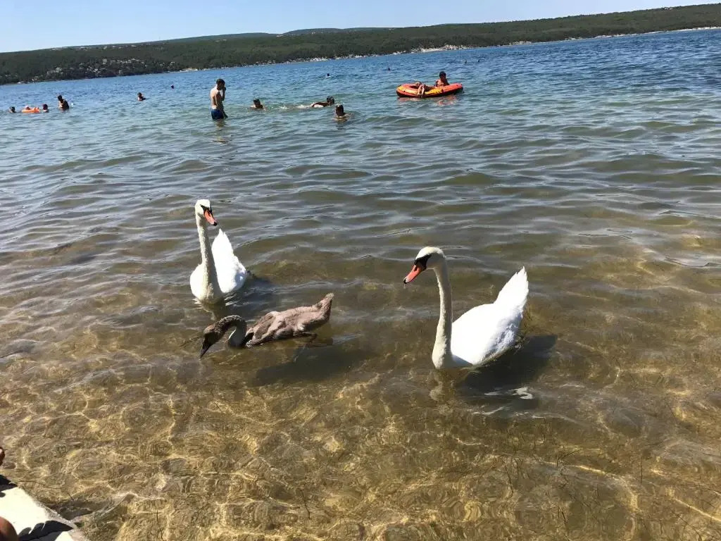 Отель Apartment Vrulje, фото 16