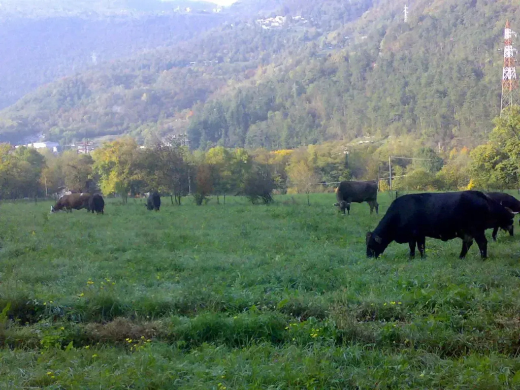 Agriturismo BioBiò