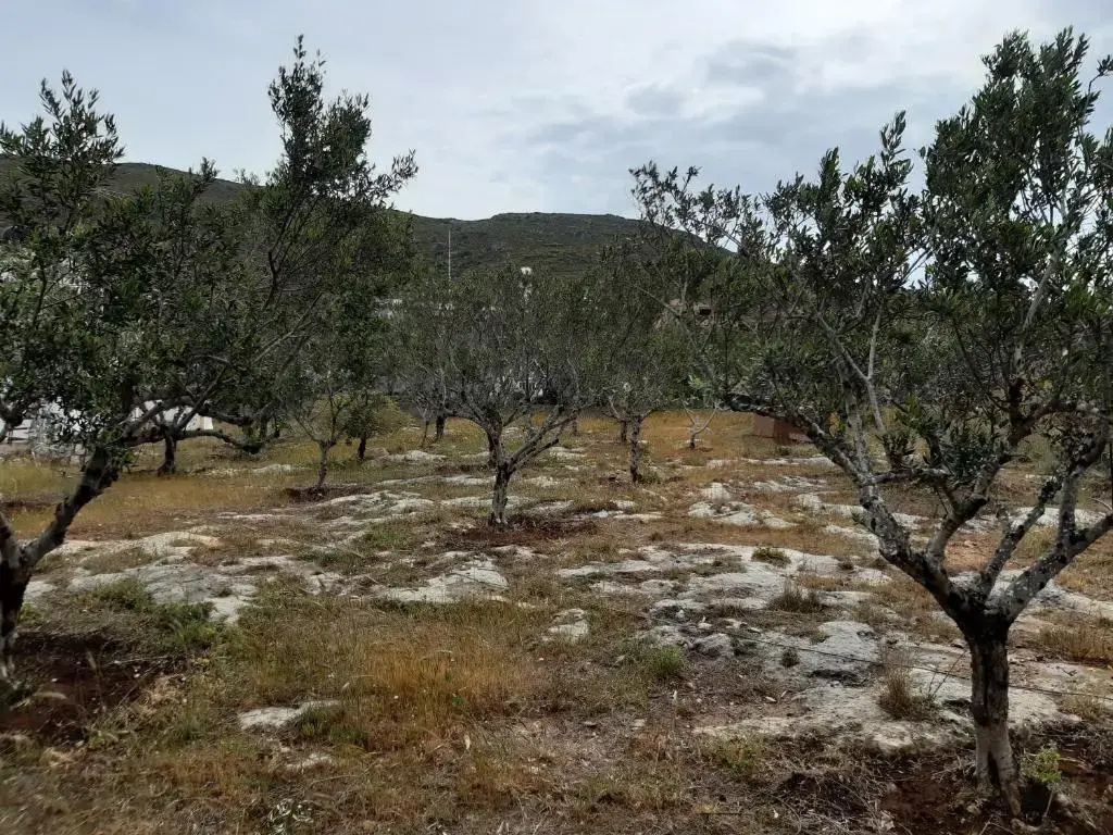 Elafonisos Detached House in Quiet Olive Grove, Starlink Internet & Smart Projector!