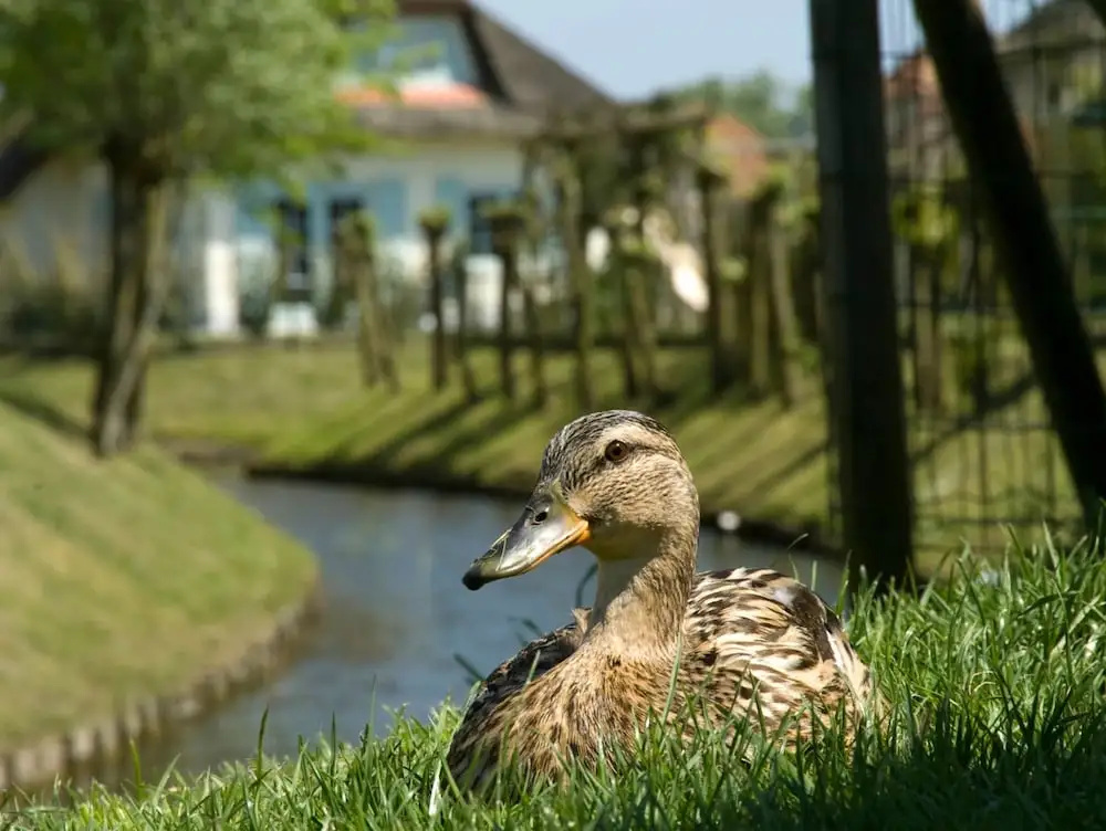 Villa in Domburg Near North Sea Beach