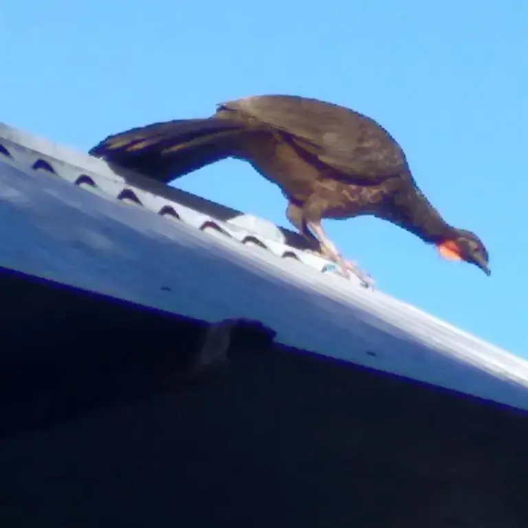 Cabañas Nontue - фото 9