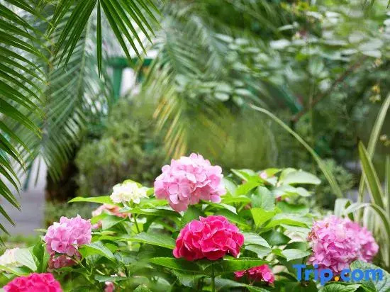 Zigong Wireless Garden Homestay (Fantawild Dino Kingdom)