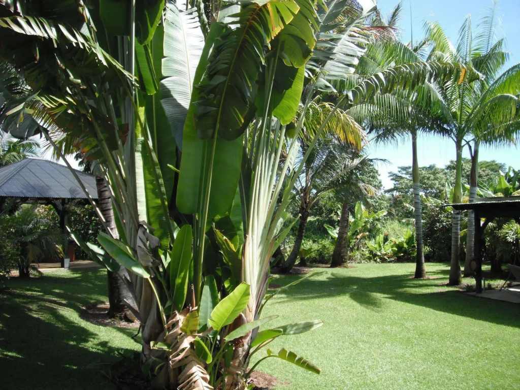 Island Goode's - Luxury Adults Only Accommodation - Général