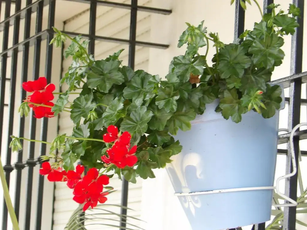 Balcony & Terrace
