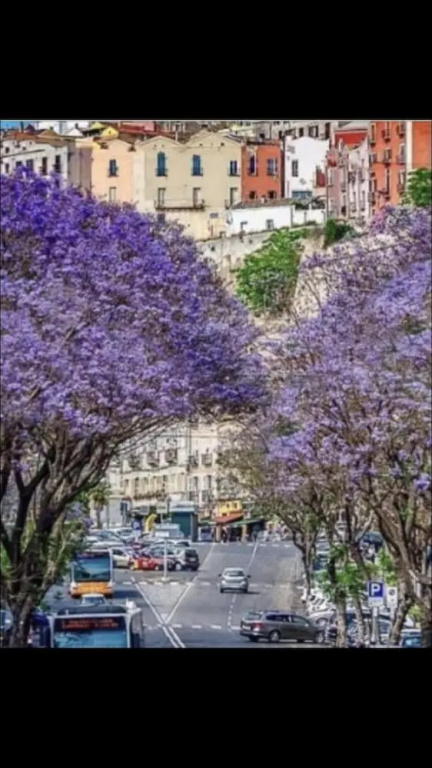 Cagliarifornia