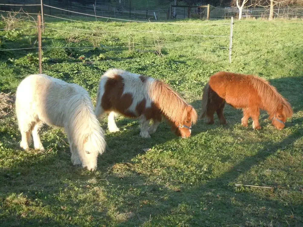 Whispering Spirit Holiday Cottages & Miniature Pony Stud by null