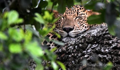Ceylon Wild Safaris Yala