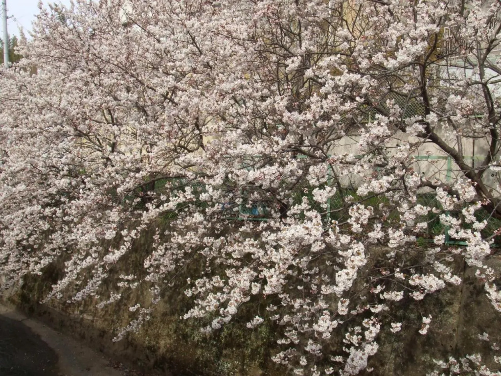 Kyoto Narutaki Keisenso 사진 12