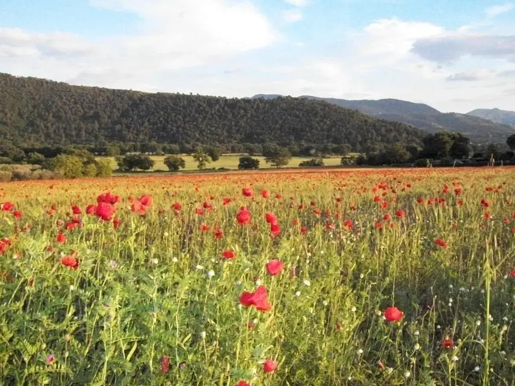 Agriturismo Il Casalino