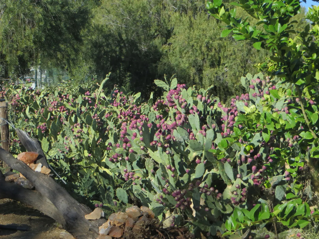 Corona Guest Farm