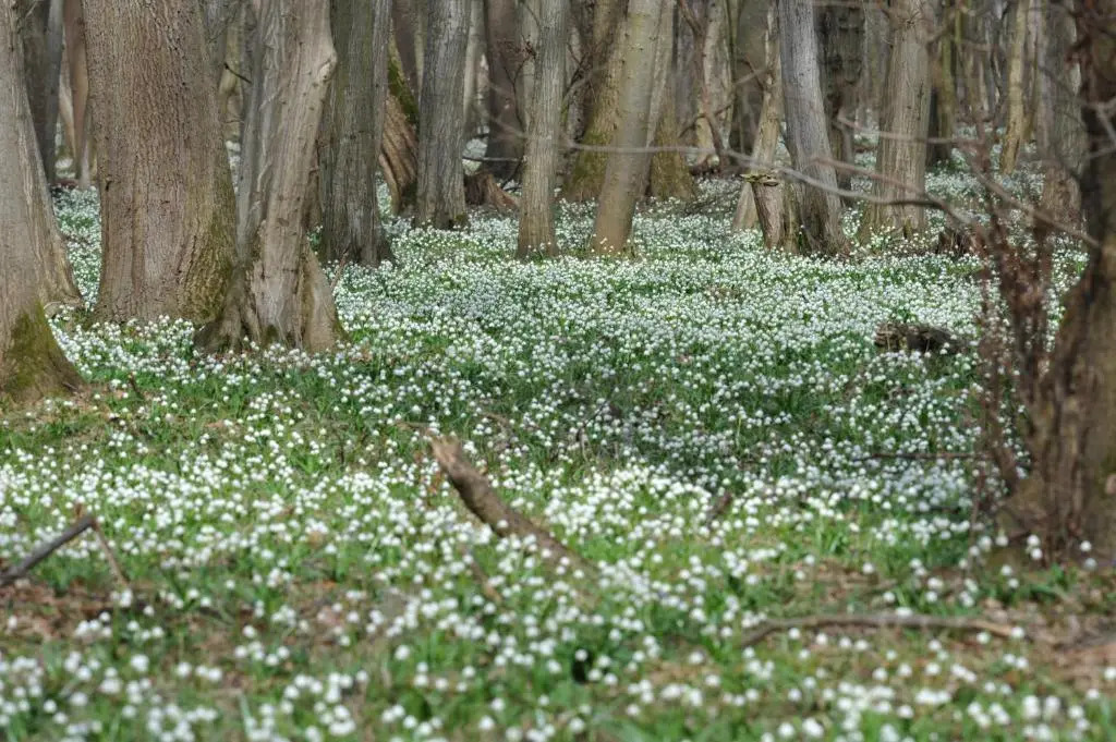 Kosbor Panzió - фото 8