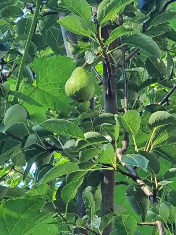 Koppany Pines Rewild Escapes - Hungarian Village Panzio - фото 40